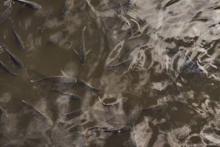Carp on the pond in Dominican Republicの写真素材