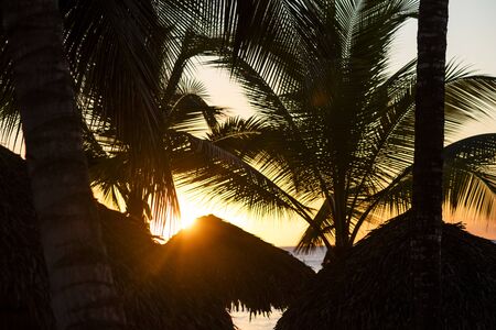 Dominican palm sunset with shadows of palm tree and sun light behindの写真素材