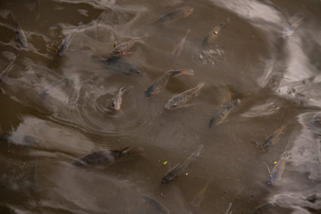 Carp on the pond in Dominican Republic