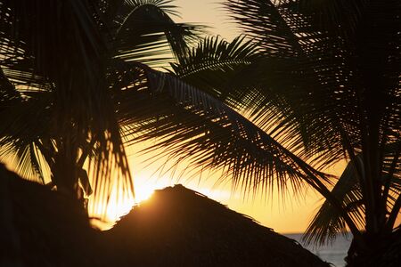 Dominican palm sunset with shadows of palm tree and sun light behindの写真素材