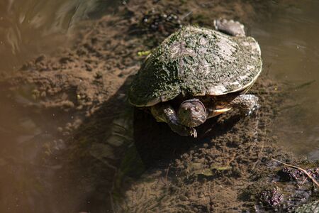 Dominican small Turtle in natural lagoonの写真素材