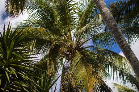 Dominican palm tree in a sunny dayの写真素材