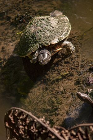 Dominican small Turtle in natural lagoonの写真素材