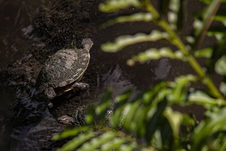 Dominican small Turtle in natural lagoonの写真素材