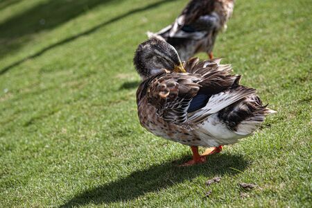 Wild duck in its natural environment during day timeの写真素材