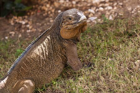 Close up of a Iguana in nature in Dominican Republicの写真素材