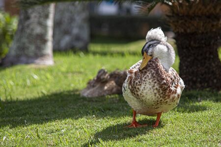 Wild duck in its natural environment during day timeの写真素材