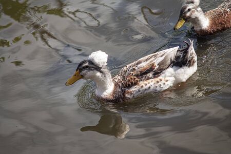 Wild duck in its natural environment during day timeの写真素材