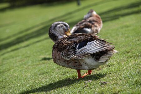Wild duck in its natural environment during day timeの写真素材