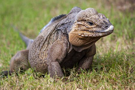 Grey Iguana in wildlife in Dominican Republicの写真素材