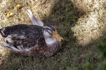 Wild duck in its natural environment during day timeの写真素材