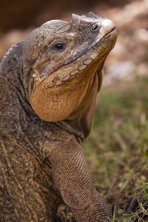 Close up of a Iguana in nature in Dominican Republicの写真素材