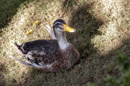 Wild duck in its natural environment during day timeの写真素材