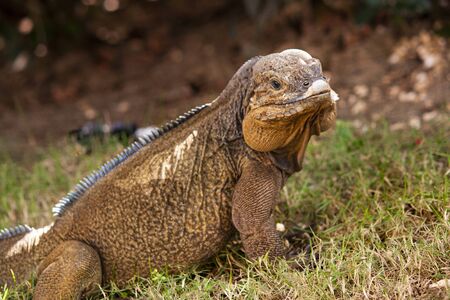 Close up of a Iguana in nature in Dominican Republicの写真素材