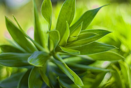 Detail of a tropical plant in macro shootの写真素材