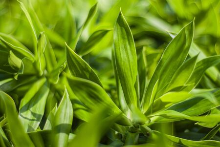 Detail of a tropical plant in macro shootの写真素材