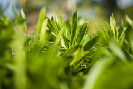 Detail of a tropical plant in macro shootの写真素材