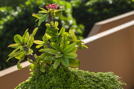Detail of a tropical plant in macro shootの写真素材