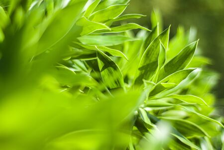 Detail of a tropical plant in macro shootの写真素材