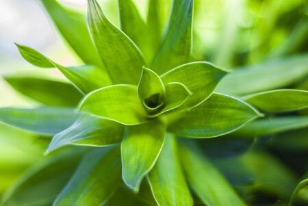 Detail of a tropical plant in macro shootの写真素材