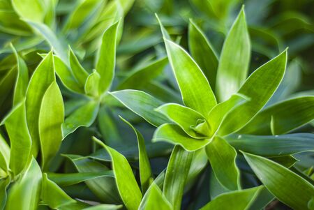 Detail of a tropical plant in macro shootの写真素材