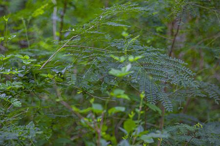 Detail of fern leaves shot with macro lens in the tropical forest in Dominican Republicの写真素材