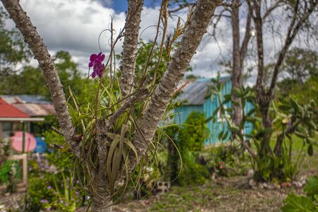 Cotubanama National Park in Dominican Republic, Padre Nuestro Section with typical vegetation inside and quarries such as the Cueva de Padre Nuestro and Cueva del Chicoの写真素材