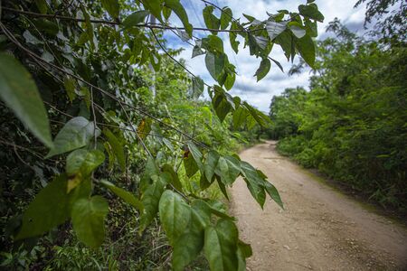 Cotubanama National Park in Dominican Republic, Padre Nuestro Section with typical vegetation inside and quarries such as the Cueva de Padre Nuestro and Cueva del Chicoの写真素材