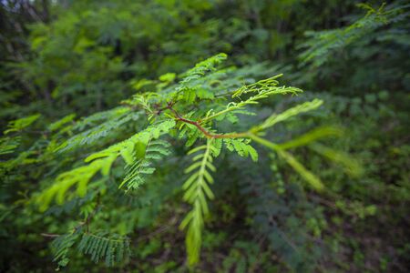 Detail of fern leaves shot with macro lens in the tropical forest in Dominican Republicの写真素材