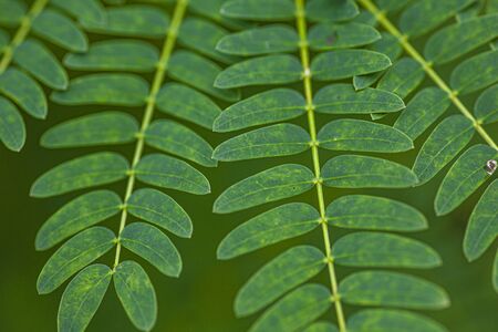 Detail of fern leaves shot with macro lens in the tropical forest in Dominican Republicの写真素材