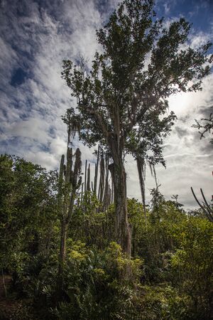 Cotubanama National Park in Dominican Republic, Padre Nuestro Section with typical vegetation inside and quarries such as the Cueva de Padre Nuestro and Cueva del Chicoの写真素材