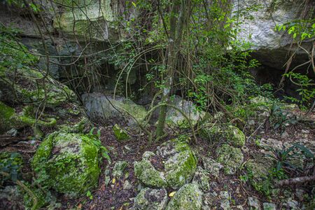 Cotubanama National Park in Dominican Republic, Padre Nuestro Section with typical vegetation inside and quarries such as the Cueva de Padre Nuestro and Cueva del Chicoの写真素材