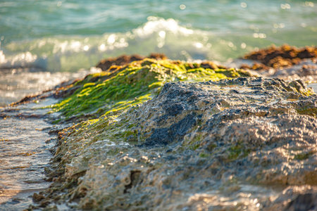 Detail of a rock on the sea in Dominicus, Bayahibe