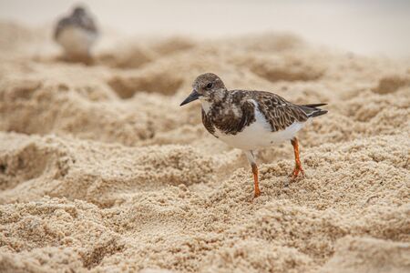 Dulus dominicus on Beach in search of foodの写真素材