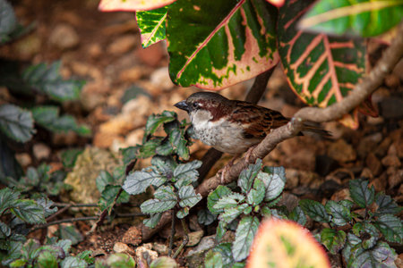 Sparrow in the middle of nature in Dominican Republic