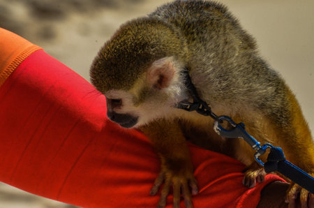 Spider monkey or Ateles kept on a leash on the beach