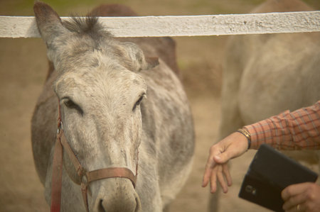 Gray donkey in the enclosure inside a farm in Italy