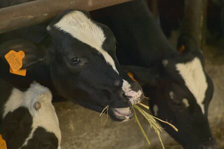 Cows in the stable inside the fence for the production of meatの写真素材