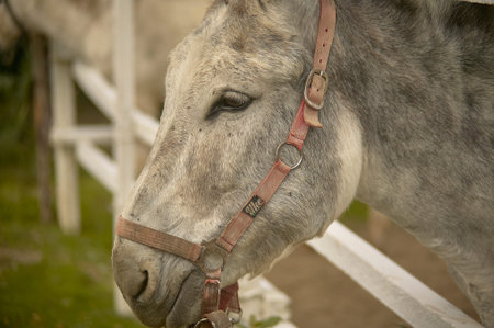 Donkey in fence