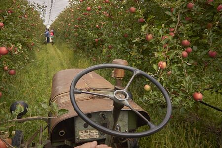 Agricultural tractor in the orchard during a work dayの写真素材