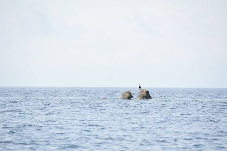 Heron on rocks in the sea Near Villasimius, Sardinia Italyの写真素材