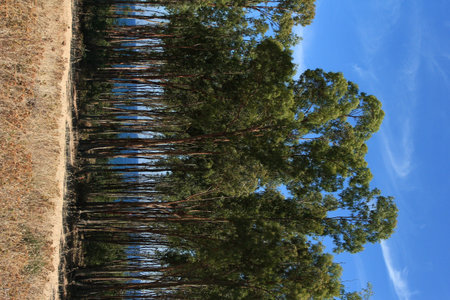 Sardinian vegetation detail with big trees on the coastline