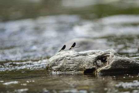 Dragonfly poses on the rocks of the stream in Sardiniaの写真素材