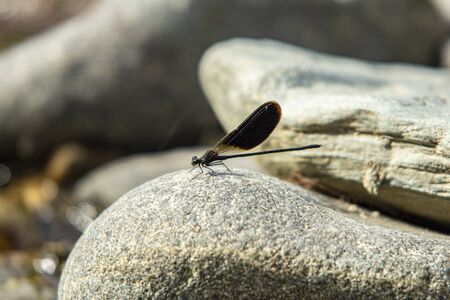 Dragonfly poses on the rocks of the stream in Sardiniaの写真素材