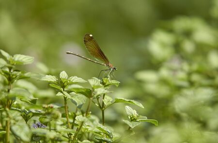 Dragonfly poses on green leaves taken with macro lensの写真素材