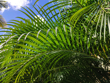 Tropical vegetation background with green leaves under a blue sky