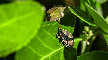 Bedbug on the leaves (Halyomorpha halys) in spring time, Image taken in macro lensの写真素材