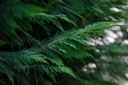 Detail of pine needles, image with selective focus