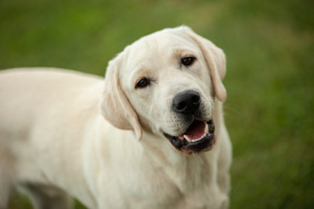 Labrador dog close up Portrait with a countryside backdrop
