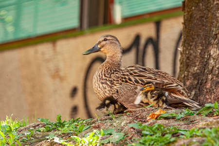 Duck with ducklings they rest in the grass on the banks of a riverの写真素材